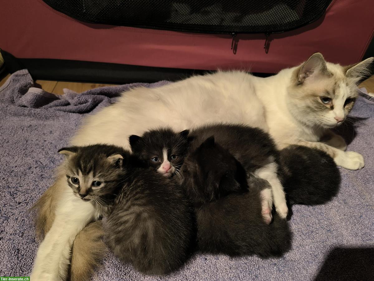 Bild 5: Heilige Birma x Ragdoll & Hofkatze Babys