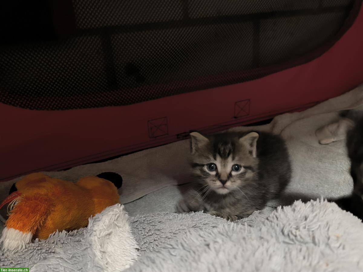 Bild 7: Heilige Birma x Ragdoll & Hofkatze Babys