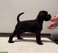 Schnauzer Welpen in beste Hände abzugeben