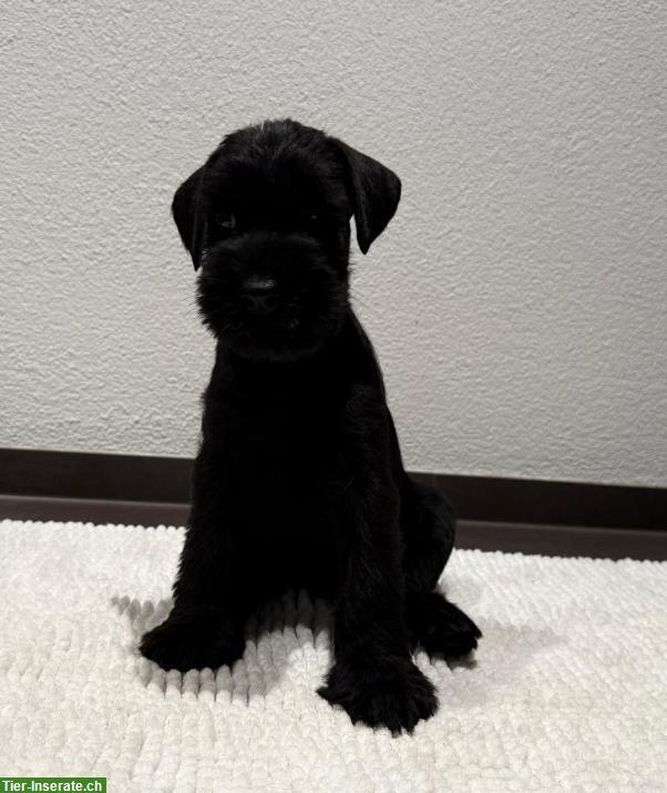 Bild 2: Schnauzer Welpen in beste Hände abzugeben