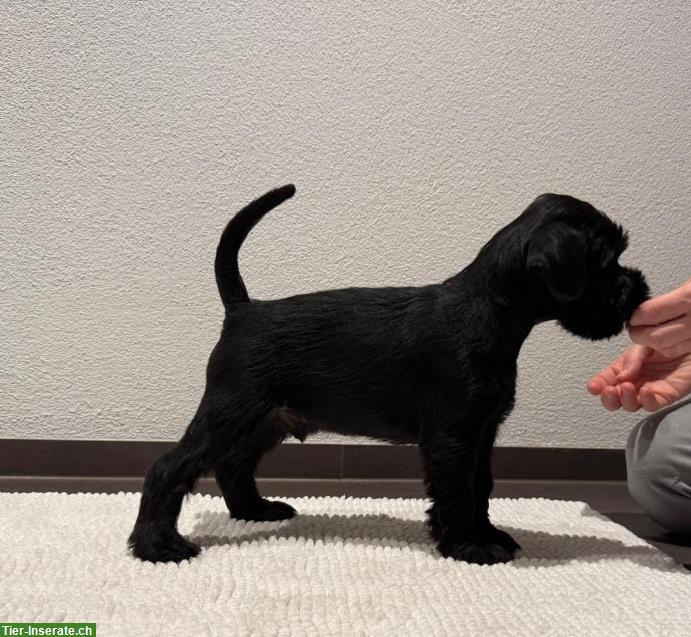 Bild 3: Schnauzer Welpen in beste Hände abzugeben