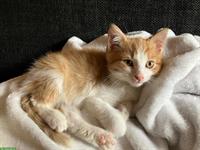 Bauernhof Kitten, 2 Kater suchen liebes Zuhause