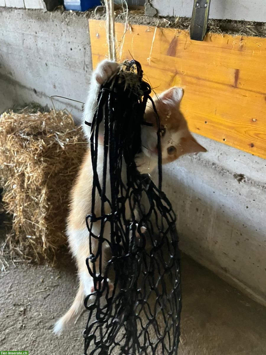 Bild 10: Bauernhof Kitten, 2 Kater suchen liebes Zuhause