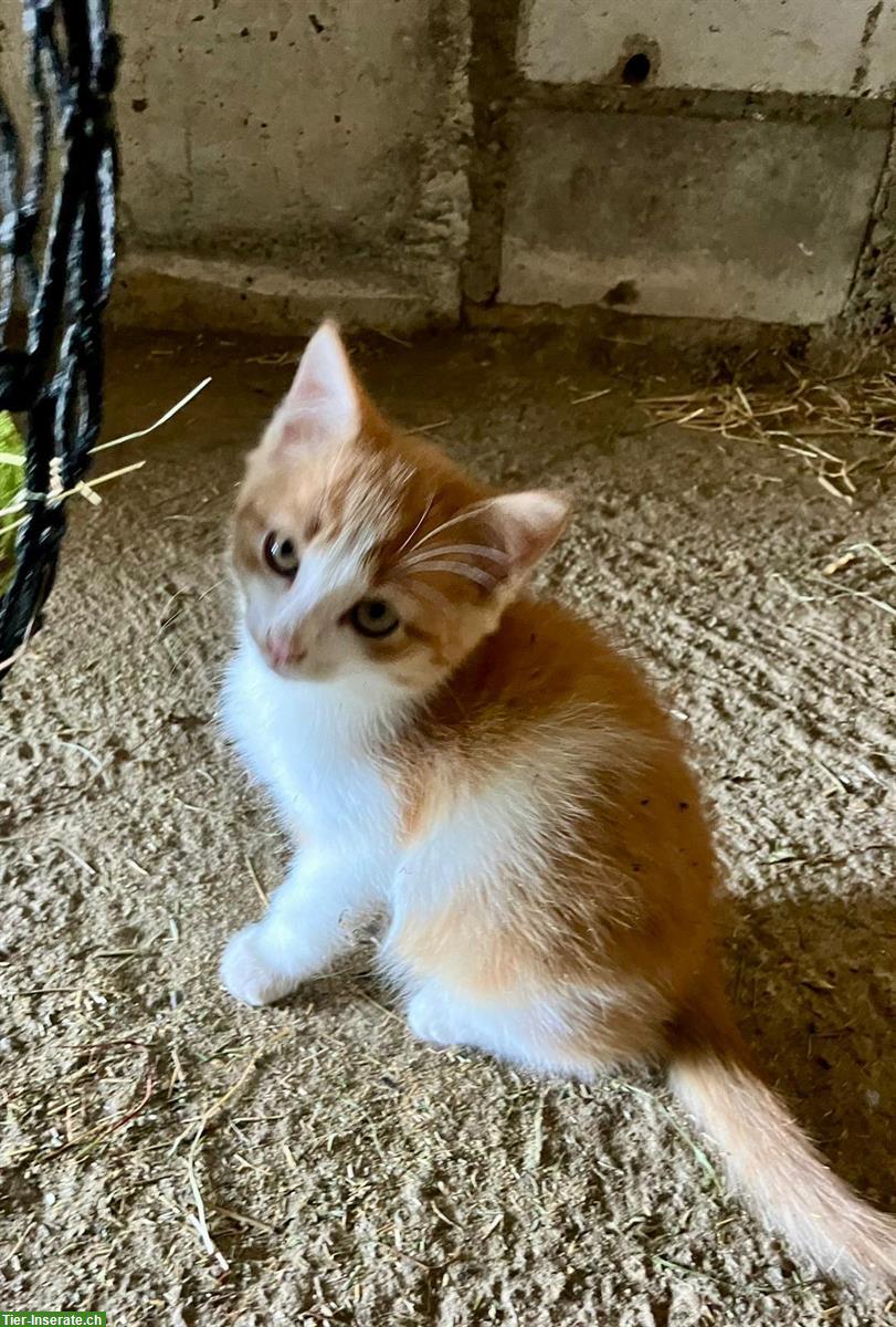 Bild 2: Bauernhof Kitten, 2 Kater suchen liebes Zuhause