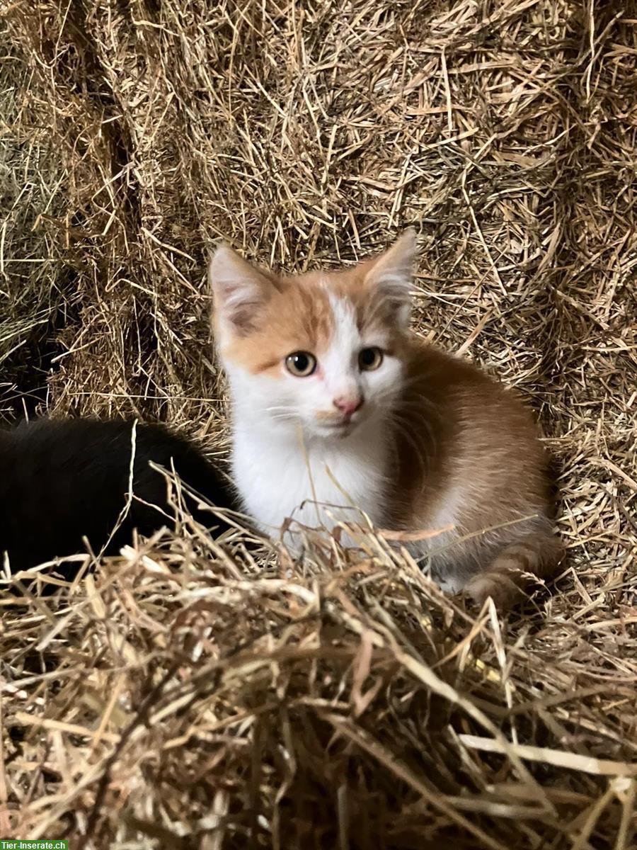 Bild 4: Bauernhof Kitten, 2 Kater suchen liebes Zuhause