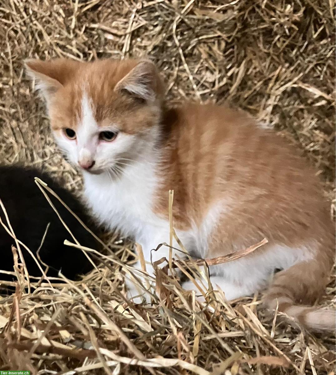 Bild 5: Bauernhof Kitten, 2 Kater suchen liebes Zuhause