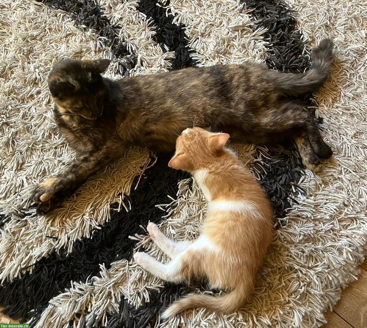 Bild 6: Bauernhof Kitten, 2 Kater suchen liebes Zuhause