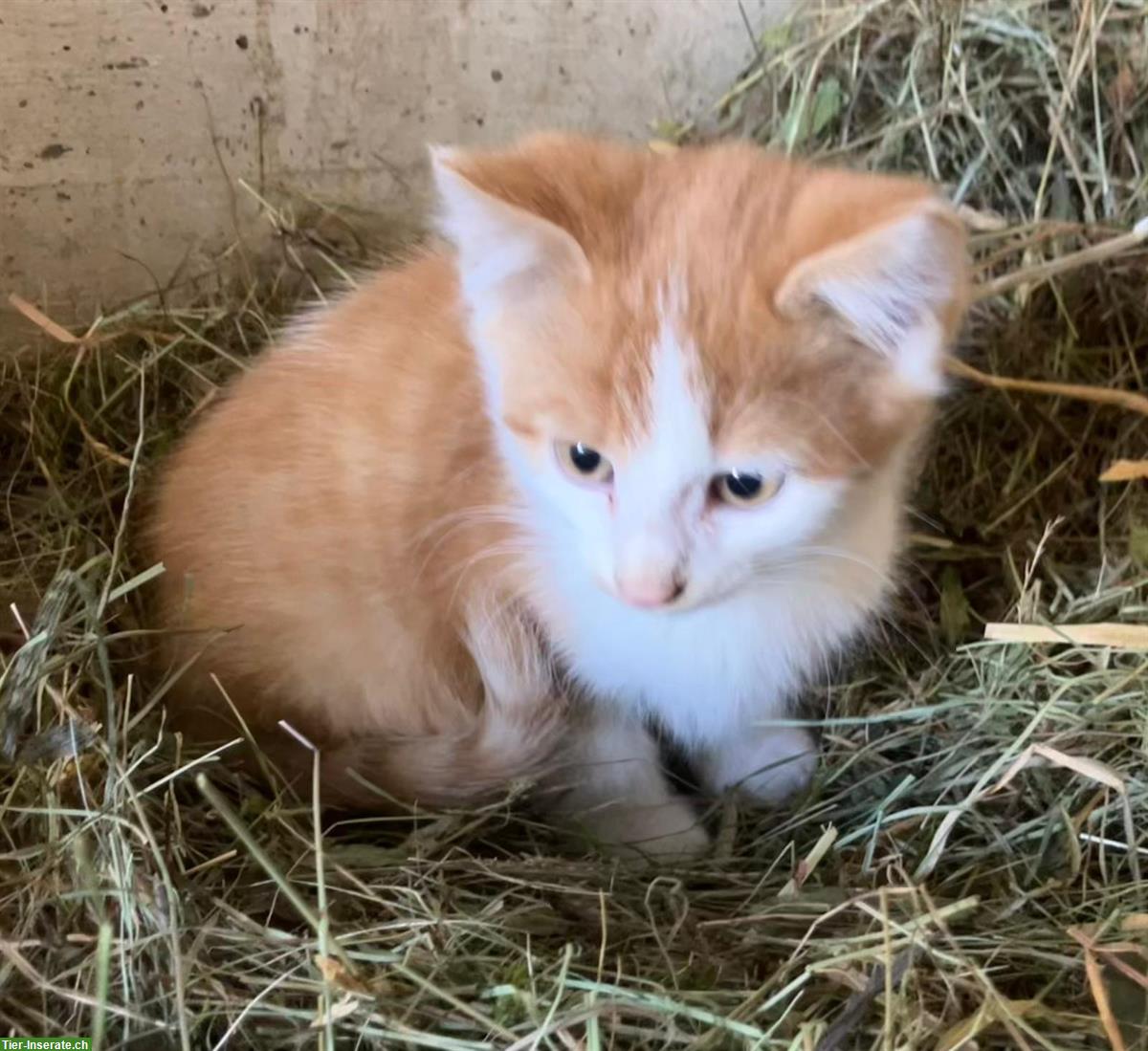 Bild 7: Bauernhof Kitten, 2 Kater suchen liebes Zuhause
