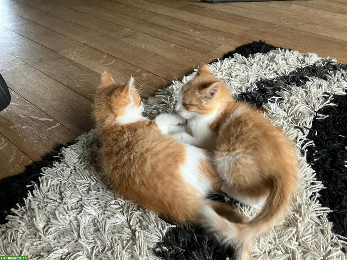 Bild 8: Bauernhof Kitten, 2 Kater suchen liebes Zuhause