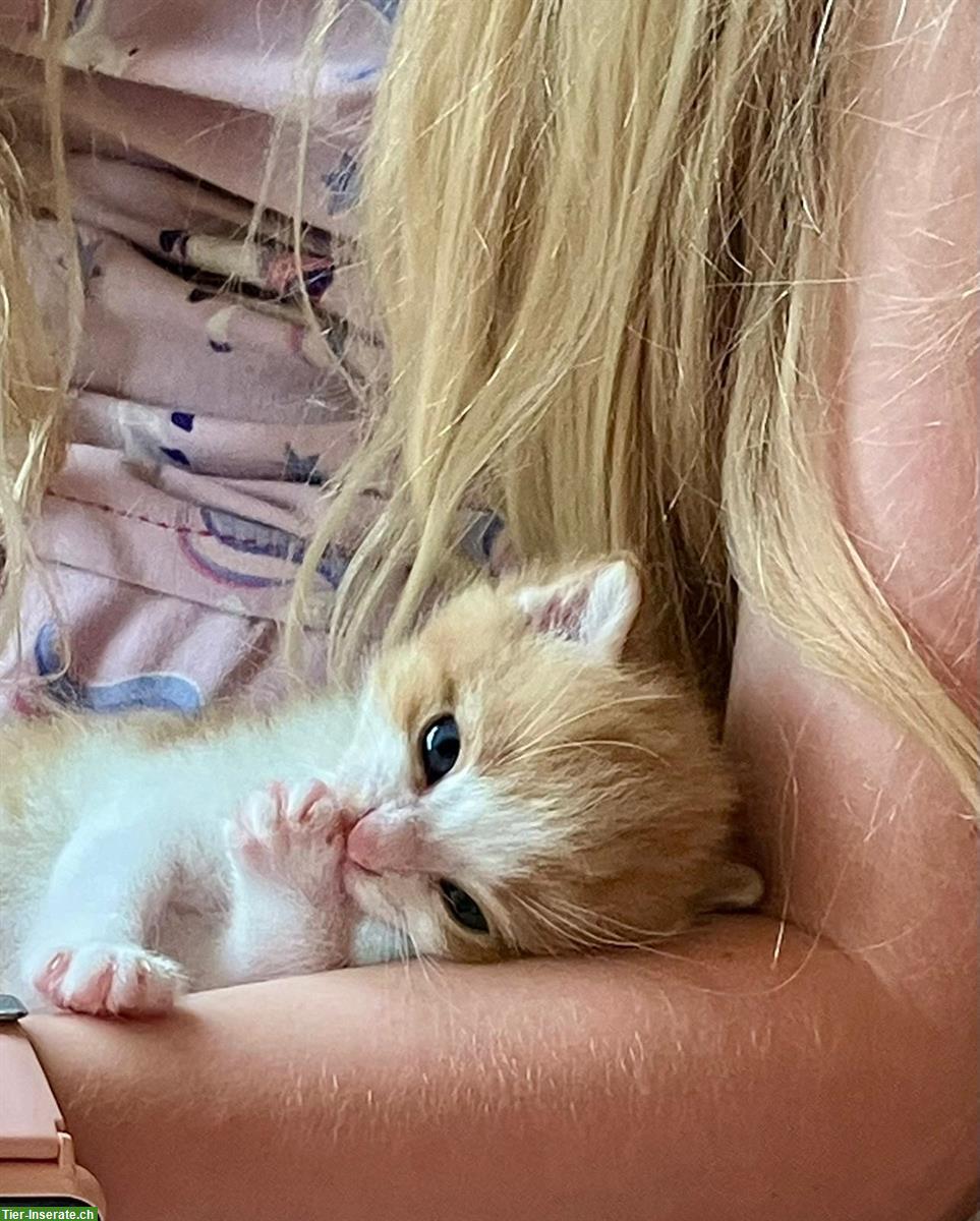 Bild 9: Bauernhof Kitten, 2 Kater suchen liebes Zuhause