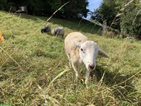 Junger Nolana Schafbock zu verkaufen