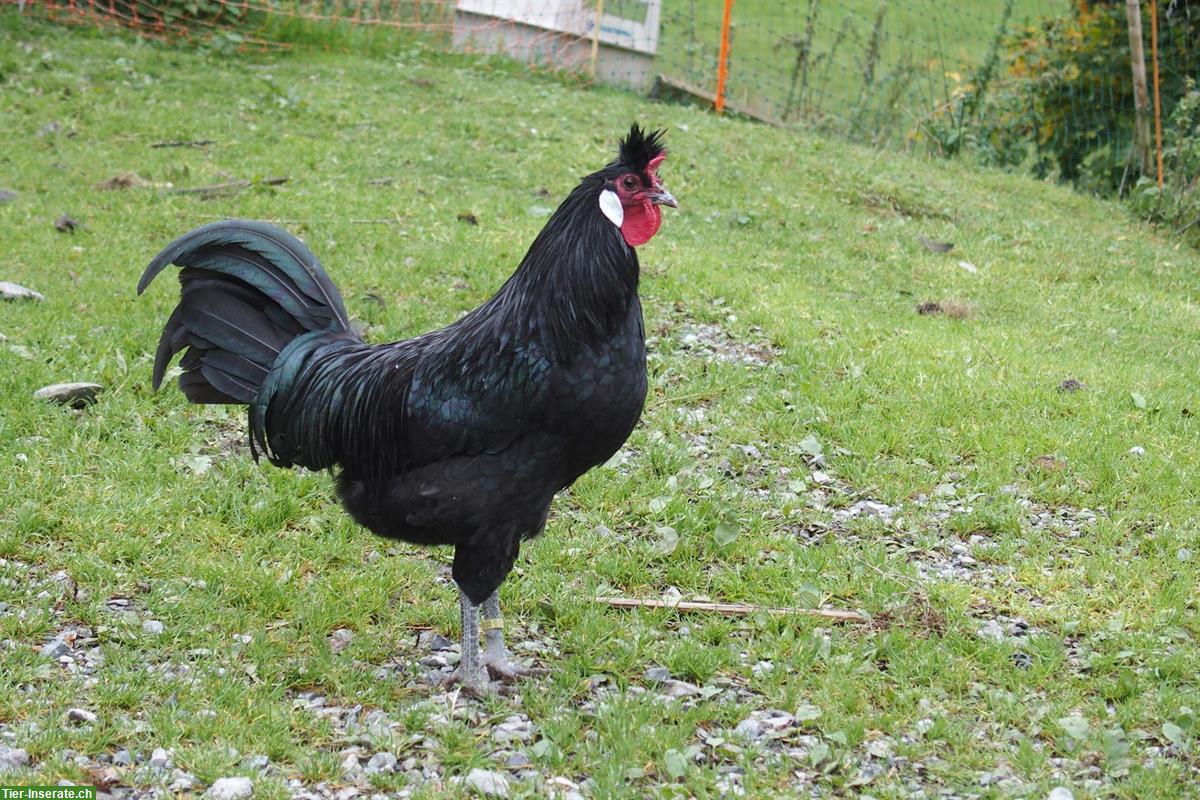 Appenzeller Spitzhauben Hähne, schwarz zu verkaufen