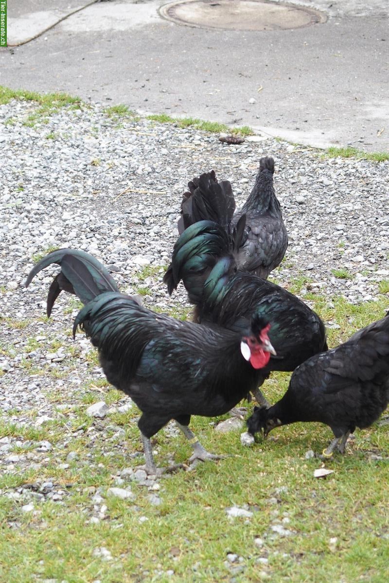Bild 2: Appenzeller Spitzhauben Hähne, schwarz zu verkaufen