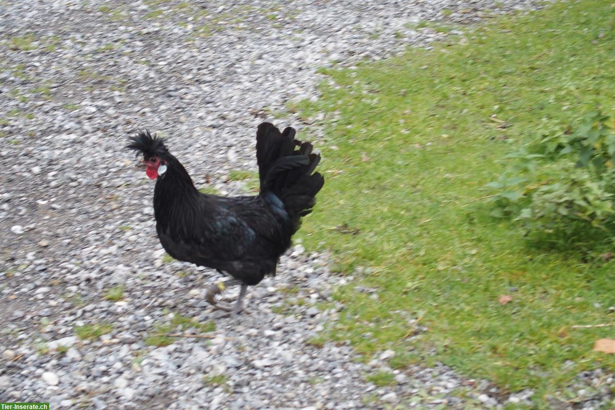 Bild 3: Appenzeller Spitzhauben Hähne, schwarz zu verkaufen