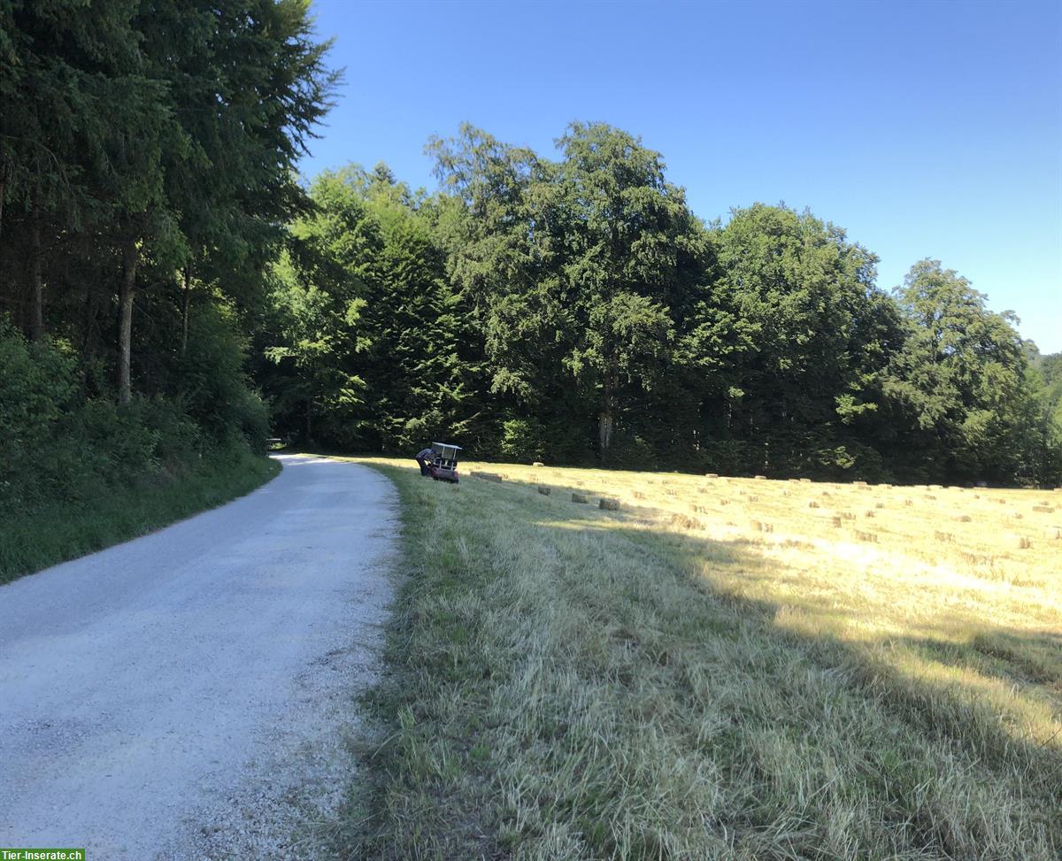 Offenstallplatz frei für ein Pferd in Bantigen, Bern