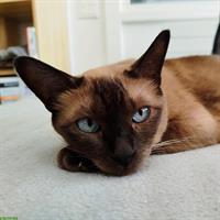 Tonkanese Mutterkatze mit Kitten suchen ruhiges Zuhause