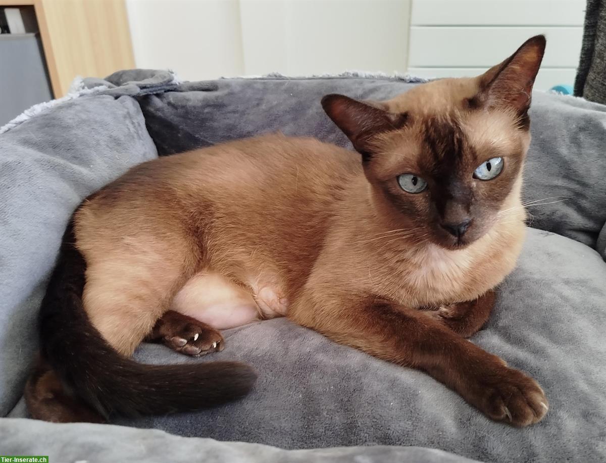 Bild 2: Tonkanese Mutterkatze mit Kitten suchen ruhiges Zuhause
