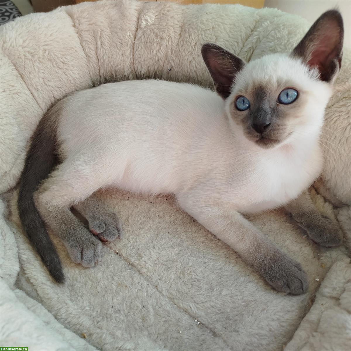 Bild 3: Tonkanese Mutterkatze mit Kitten suchen ruhiges Zuhause