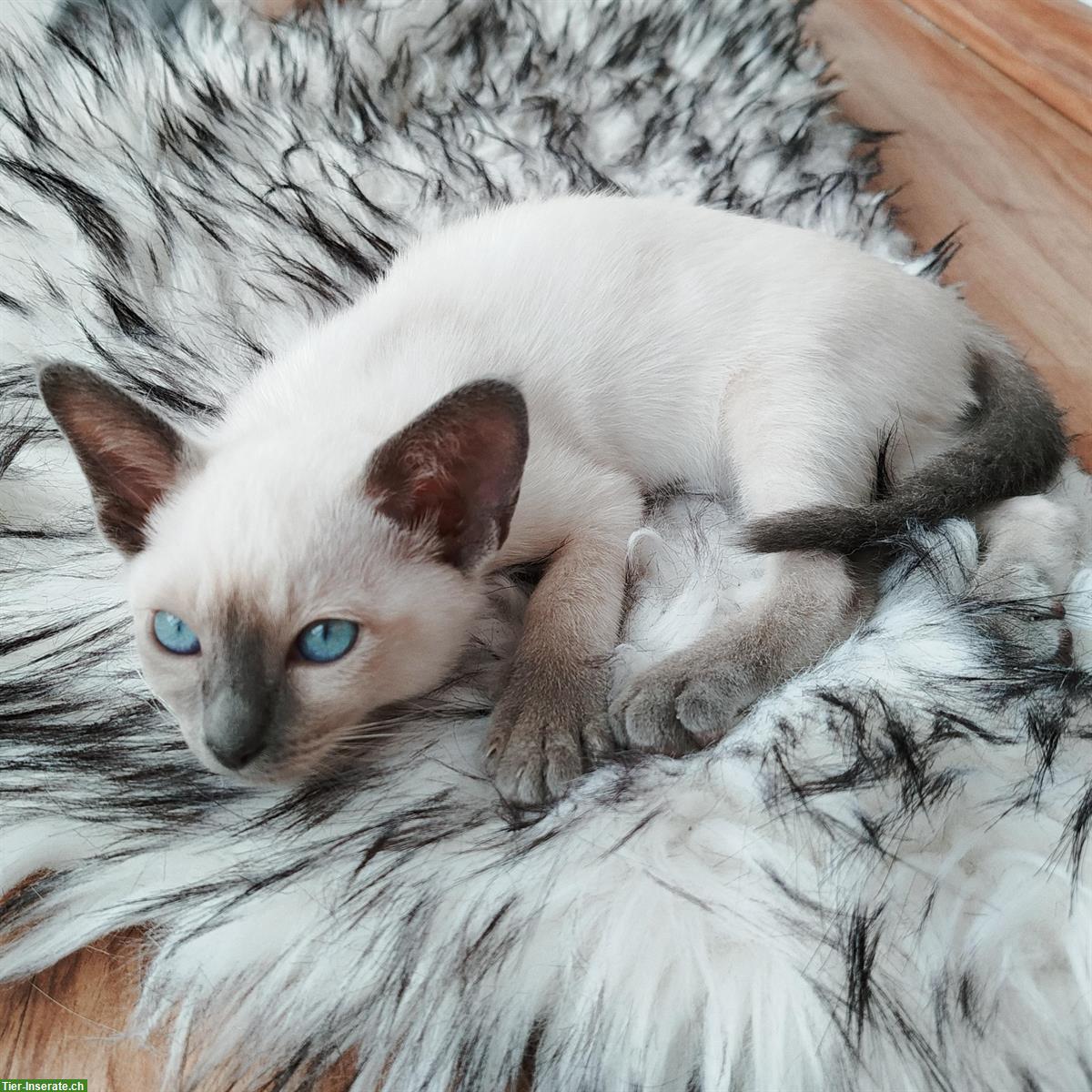 Bild 4: Tonkanese Mutterkatze mit Kitten suchen ruhiges Zuhause