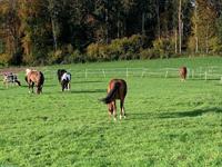 Pferdeboxe mit Auslauf in Muri im Aargau