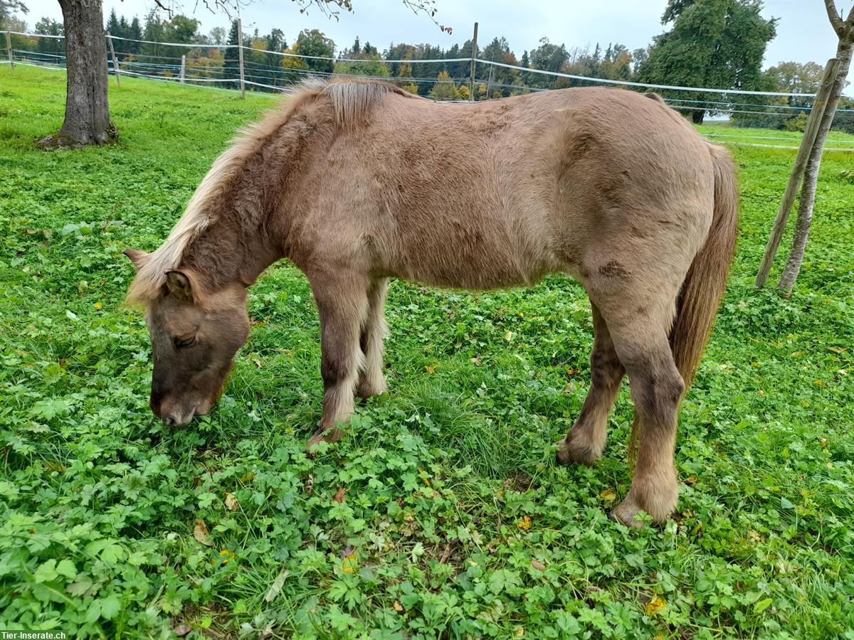 Pflegepferd, Spazierpferd Isländer, Feldbach ZH
