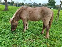Pflegepferd, Spazierpferd Isländer, Feldbach ZH