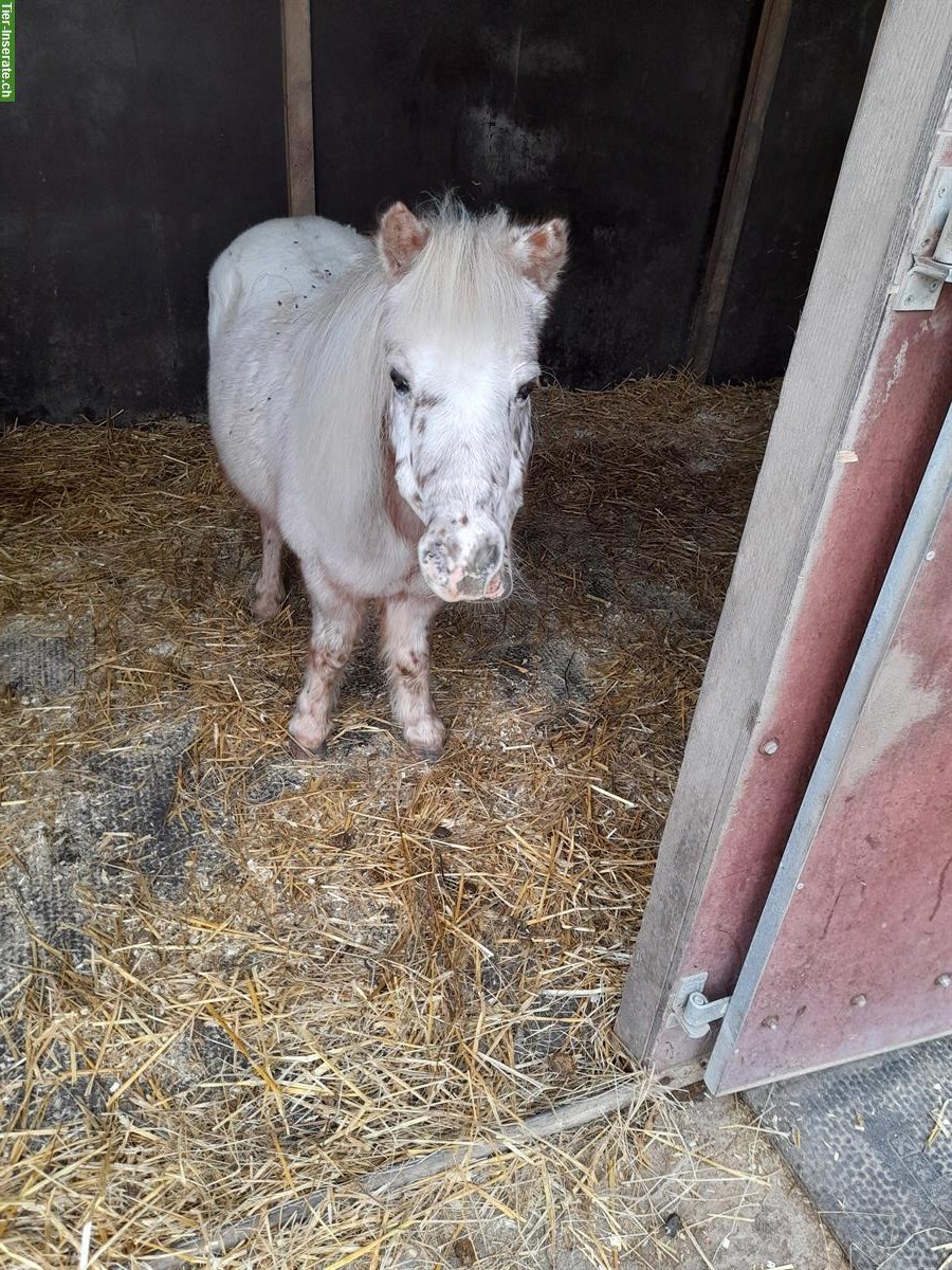 Bild 2: Pflegepferd, Spazierpferd Isländer und oder Shetty in Feldbach
