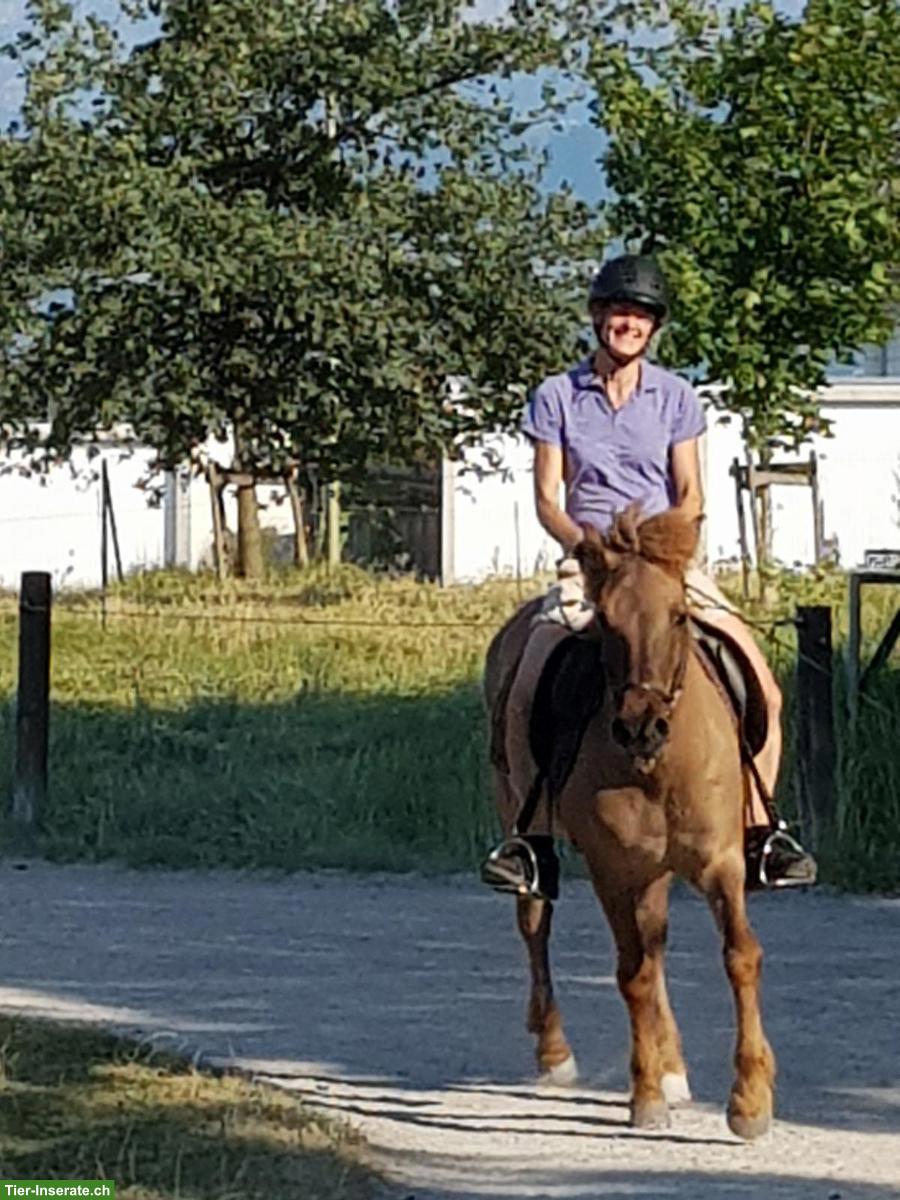 Bild 3: Pflegepferd Isländer und/oder Shetty in Feldbach ZH