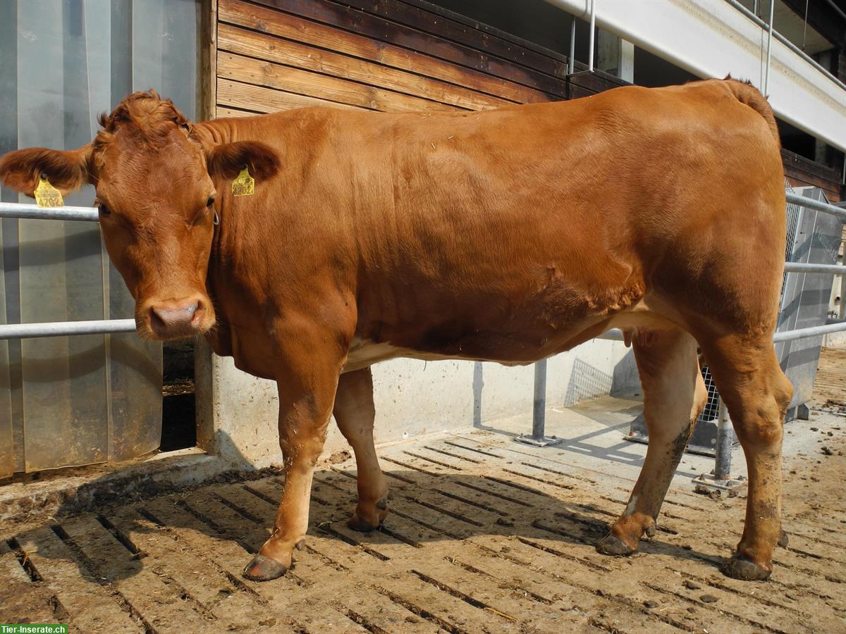 F1 Mutterkuh Rind zu verkaufen (SF x Limousin)