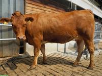 F1 Mutterkuh Rind zu verkaufen (SF x Limousin)