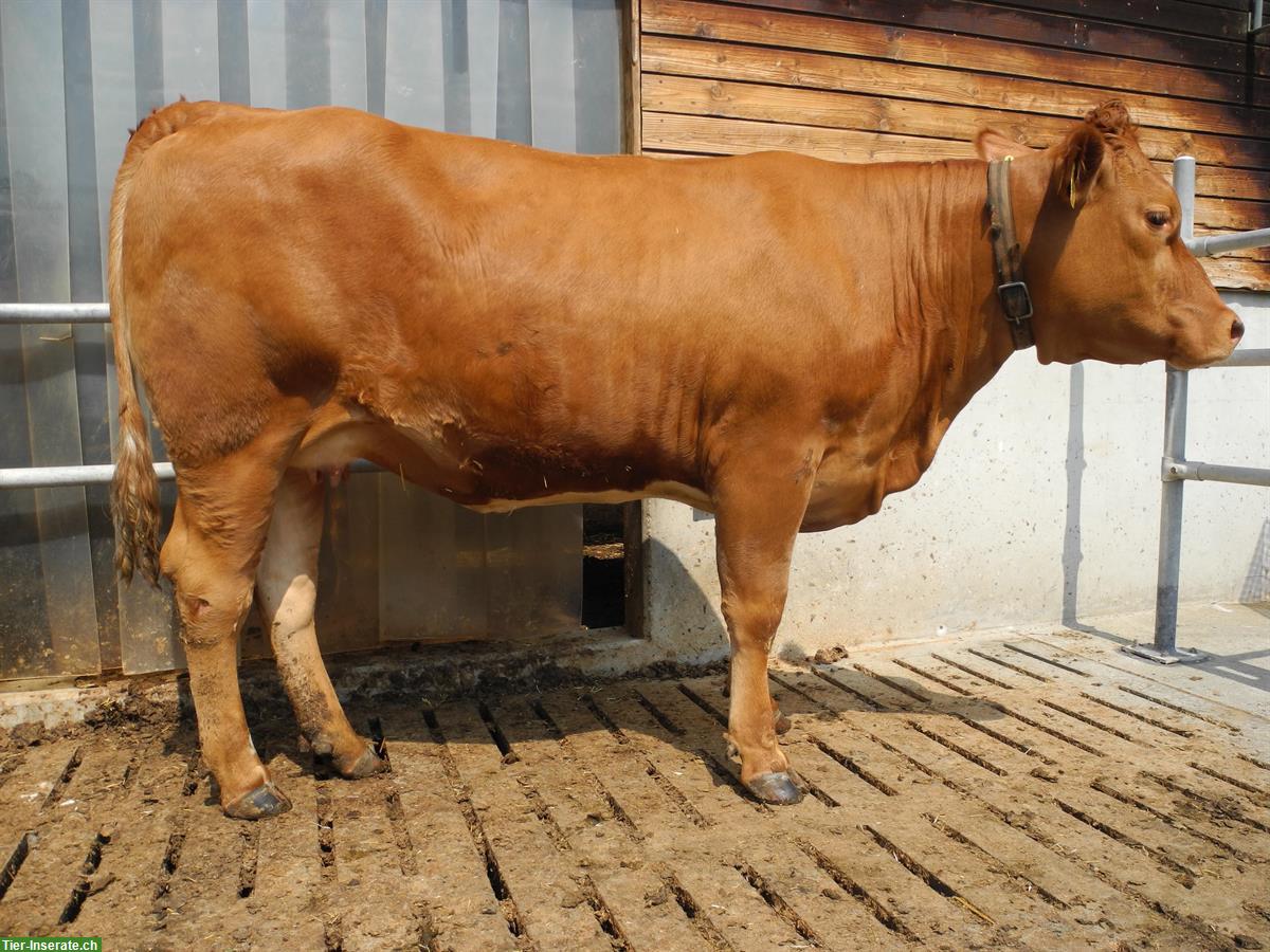 Bild 2: F1 Mutterkuh Rind zu verkaufen (SF x Limousin)
