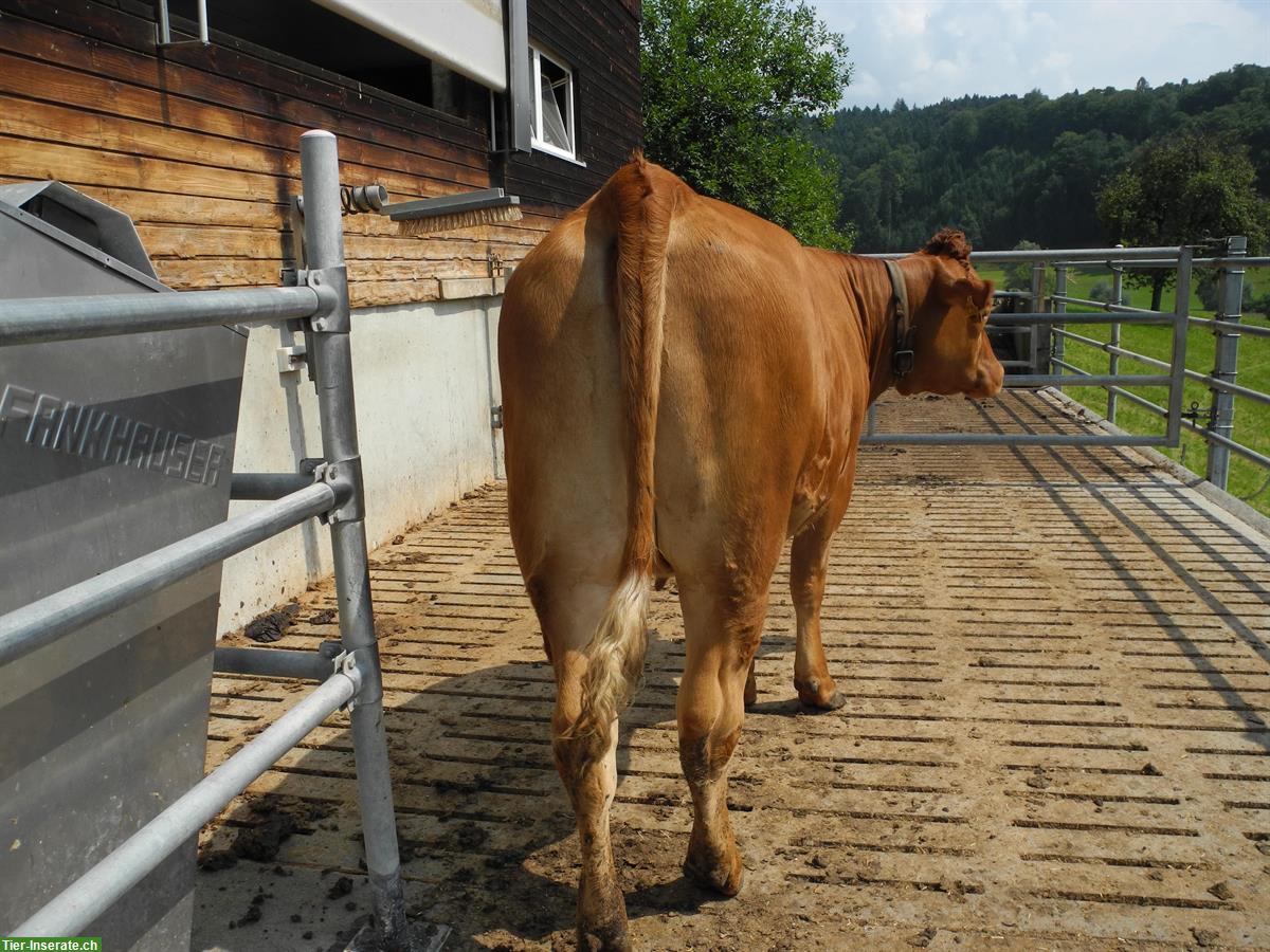 Bild 3: F1 Mutterkuh Rind zu verkaufen (SF x Limousin)