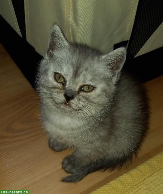 Britisch Kurzhaar Kitten, Whiskas und Black-Smoke