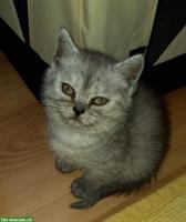 Britisch Kurzhaar Kitten, Whiskas und Black-Smoke