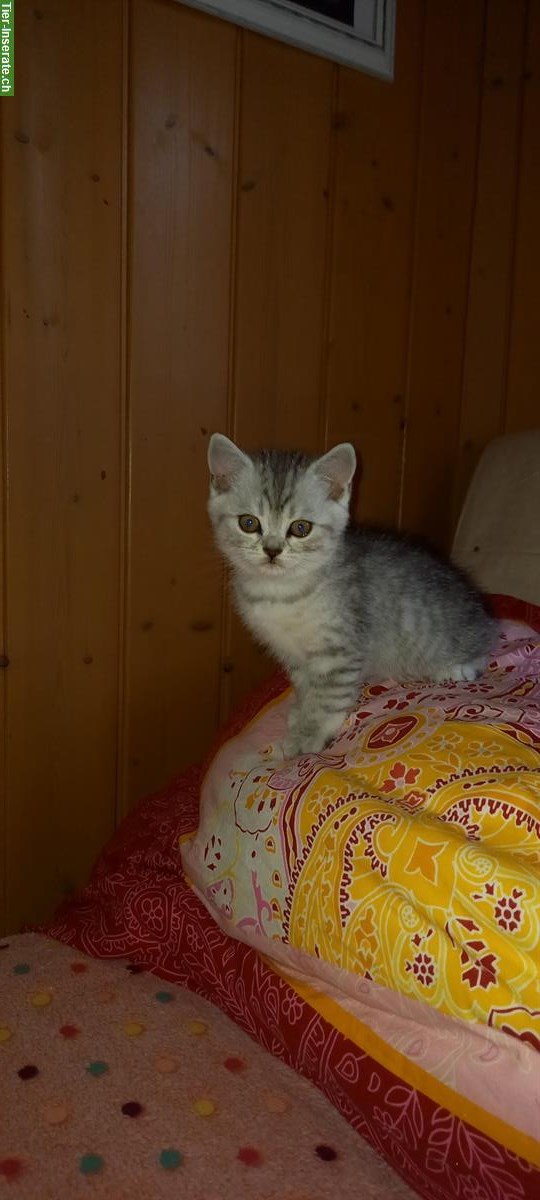 Bild 2: Britisch Kurzhaar Kitten, Whiskas und Black-Smoke