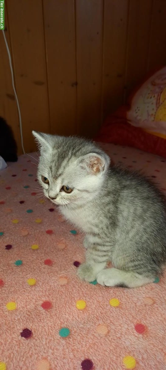 Bild 3: Britisch Kurzhaar Kitten, Whiskas und Black-Smoke