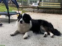 Toy Australian Shepherd Hündin, black tri, 14 Monate