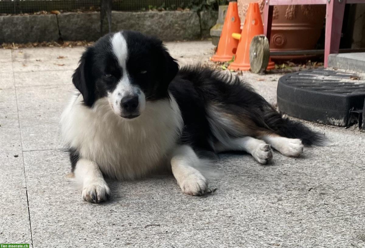 Bild 2: Toy Australian Shepherd Hündin, black tri, 14 Monate