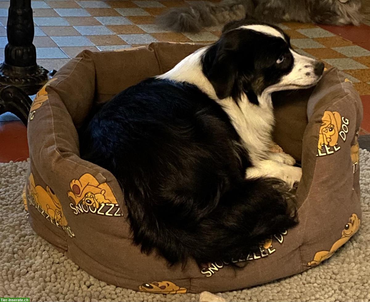 Bild 3: Toy Australian Shepherd Hündin, black tri, 14 Monate
