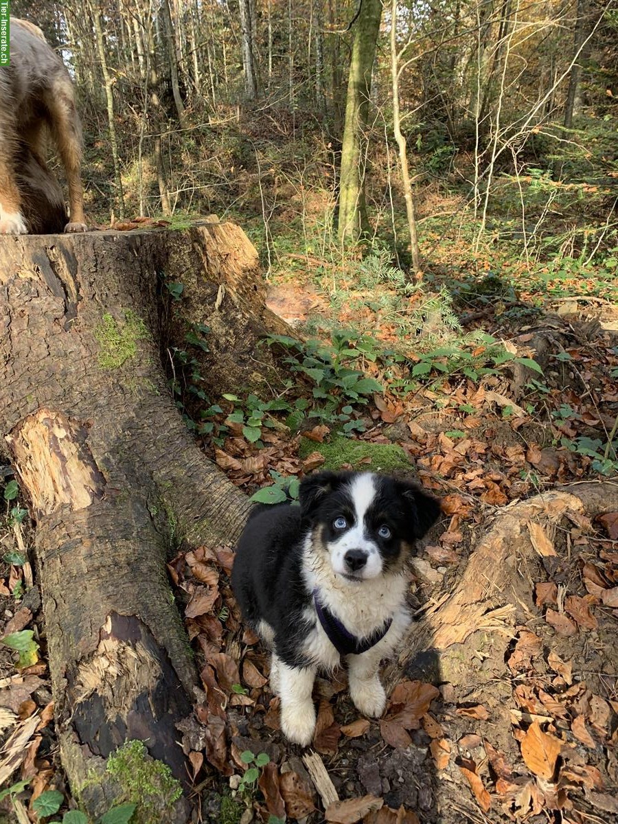 Bild 4: Toy Australian Shepherd Hündin, black tri, 14 Monate