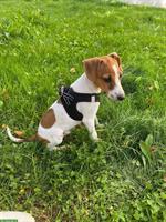 Jack Russell Terrier Jungrüde abzugeben