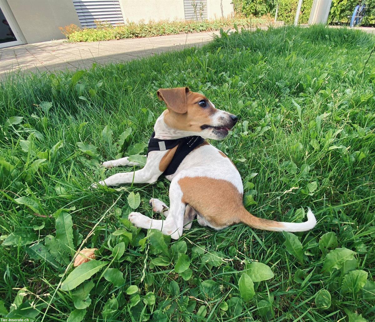 Bild 2: Jack Russell Terrier Jungrüde abzugeben