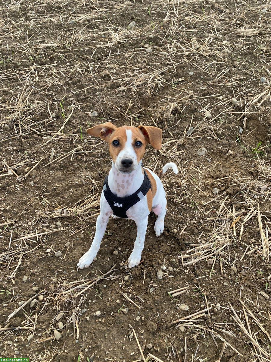 Bild 3: Jack Russell Terrier Jungrüde abzugeben