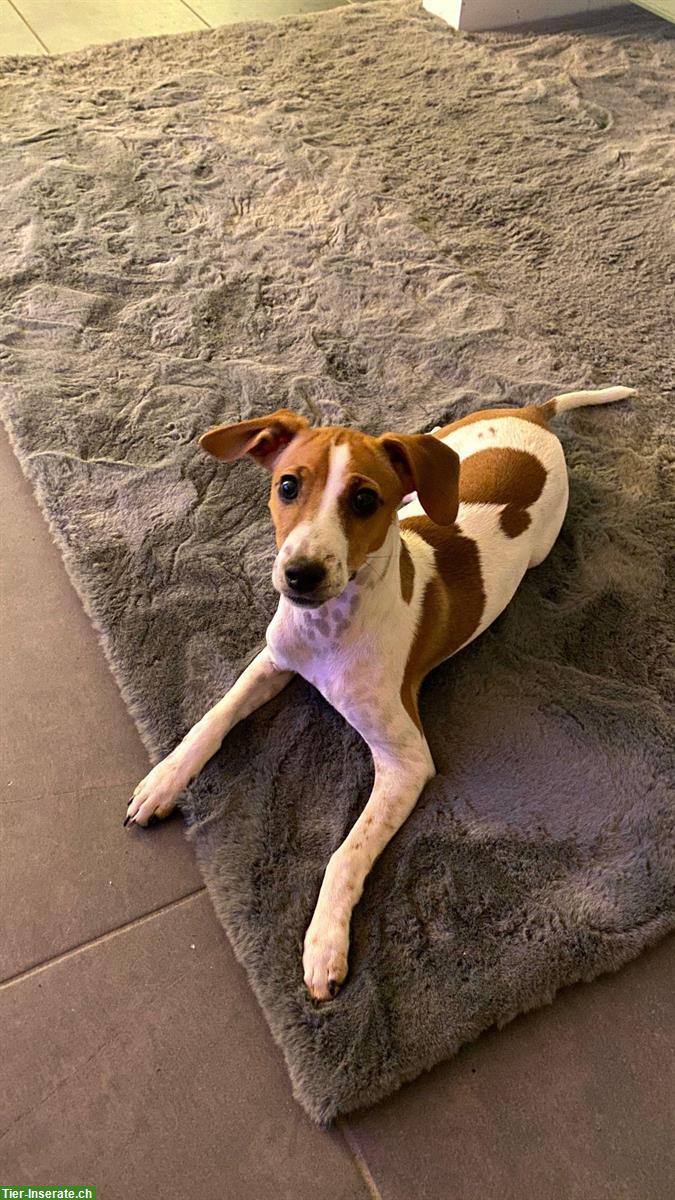 Bild 4: Jack Russell Terrier Jungrüde abzugeben