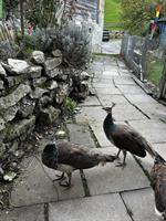 Blauer Pfau: junges Pfauenpaar abzugeben