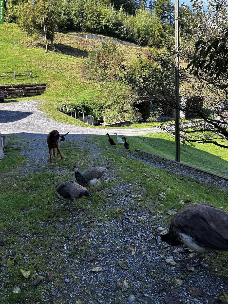 Bild 3: Blauer Pfau: junges Pfauenpaar abzugeben