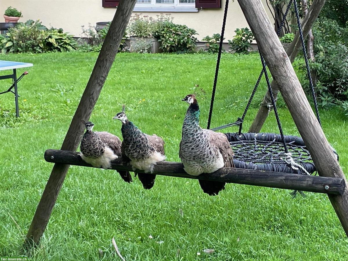 Jungpfauen-Pärchen (Blauer Pfau) sucht neues Zuhause
