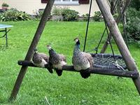Jungpfauen-Pärchen (Blauer Pfau) sucht neues Zuhause