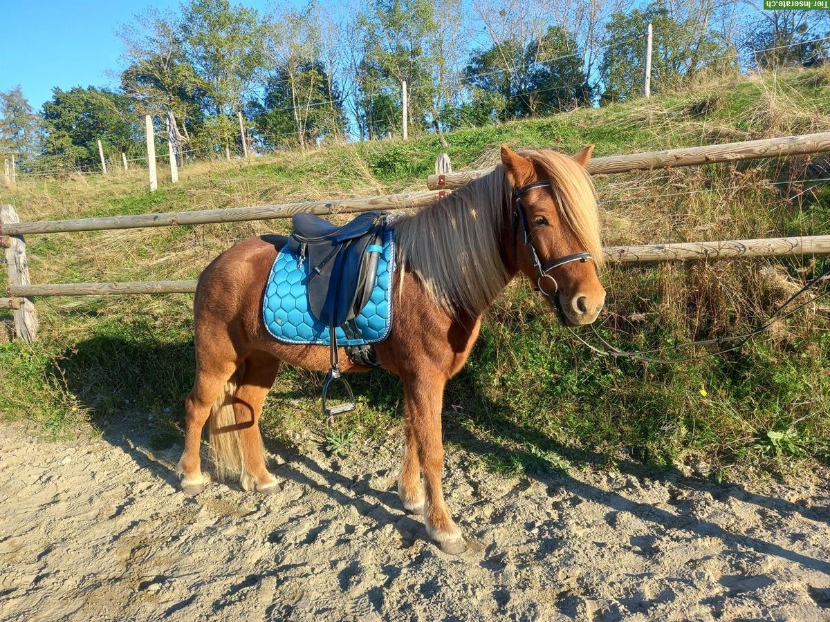 Islandpferd Wallach (2019) sensibel und lernwillig