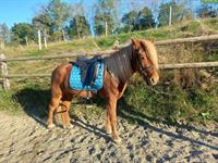 Islandpferd Wallach (2019) sensibel und lernwillig